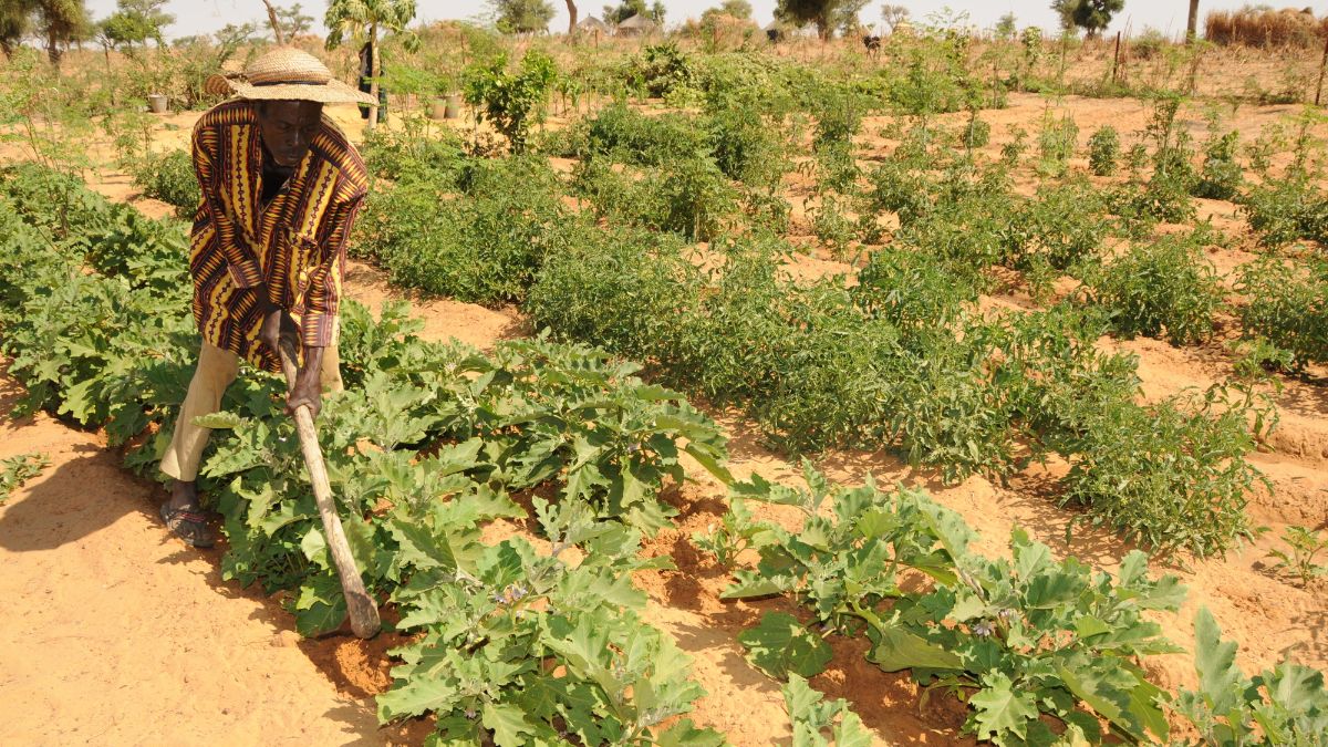 Ein afrikanischer Mann harkt ein Gemüsebeet.