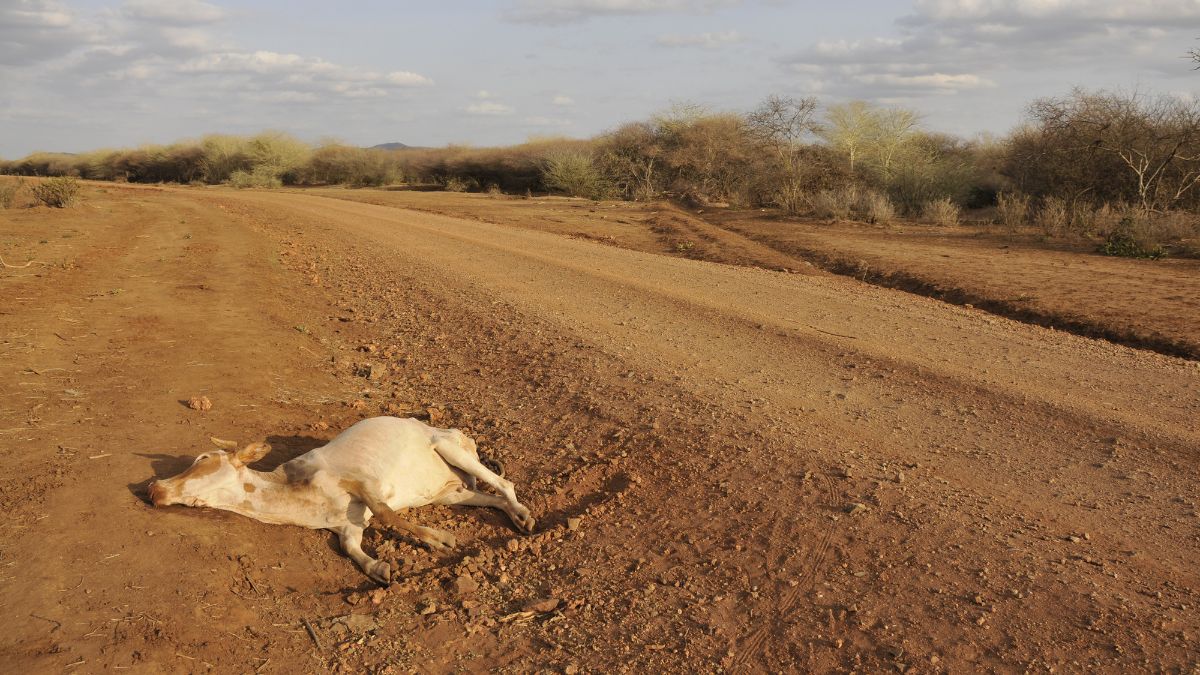 Eine verendete Kuh liegt auf einem trockenen, staubigen Feld.