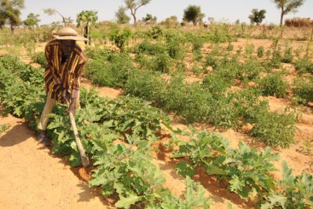 Ein afrikanischer Mann harkt ein Gemüsebeet.