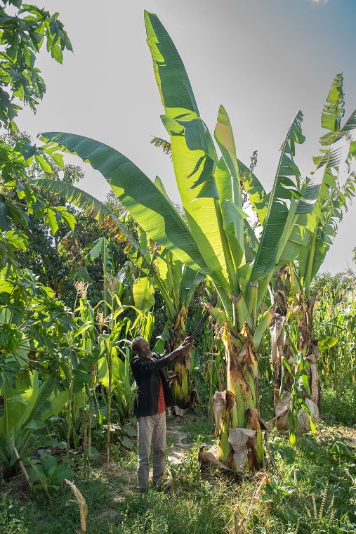 Bild eines Pflanzenfeldes