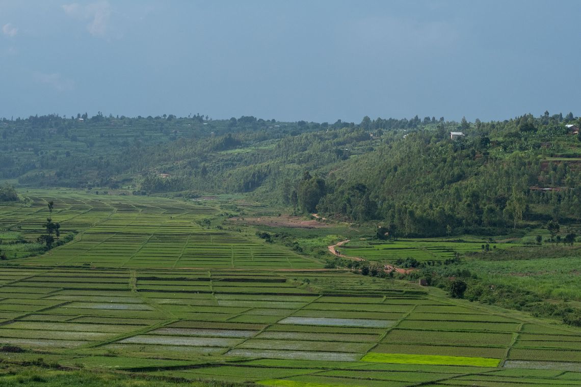 Eine Teeplantage in Ruanda