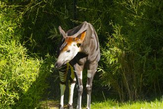 Ein Okapi steht im Grünen, Foto: pixabay/marc benedetti