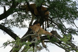 Zwei Löwen liegen hoch oben in Baumwipfeln.