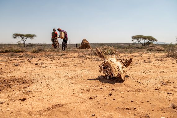 Auf trockenem, sandigem Boden liegt ein skelettierter Kopf einer Kuh, etwa hundert Meter entfernt stehen zwei Frauen mit Kanistern.