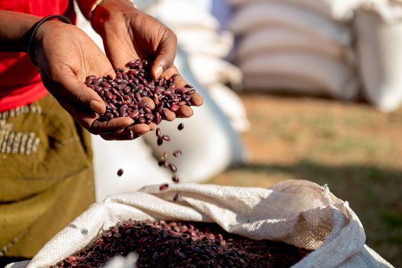Bohnen rieseln aus zwei Händen in einen Sack.