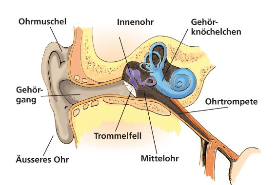 Schaubild zum anatomischen Aufbau des Innenohrs.