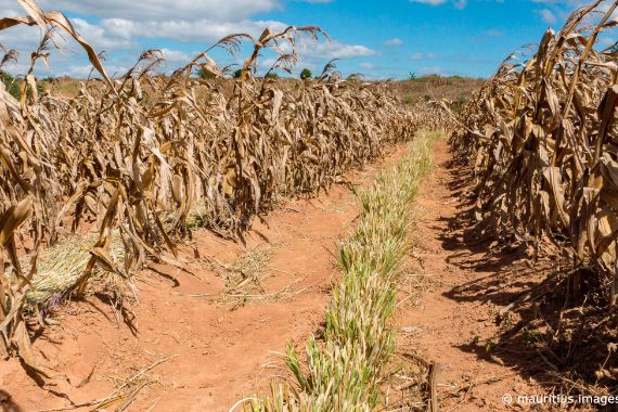 Eine Grasstreifen wächst zwischen Maispflanzenreihen