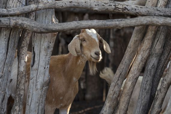 Ziege in einem Verschlag aus Ästen